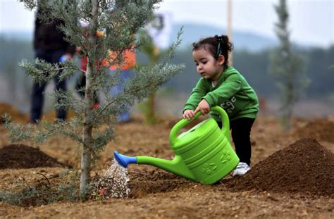 tree planting charity|us government free tree program.